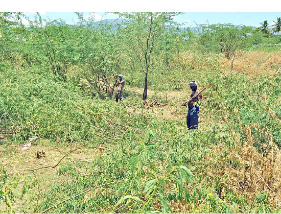 நீங்கள் கேட்டவை: கால்நடைத் தீவனமாகும்... வேலிக்காத்தான்...!