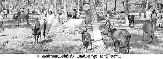 கொங்கு நாட்டு கால்நடைத் திருவிழா...