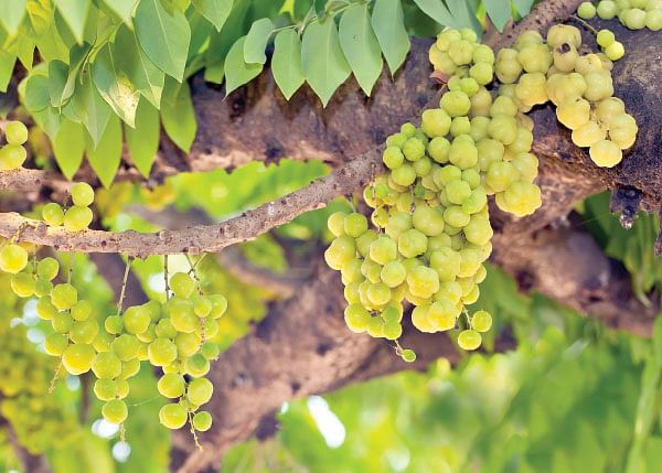 மாயா டீச்சரின் மந்திரக் கம்பளம் !
