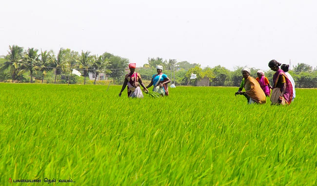 விருது வாங்கிக் கொடுத்த நெல் சாகுபடி!