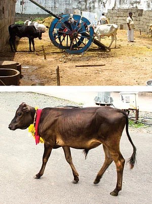 நாரதர் உலா