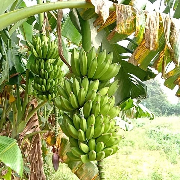 வாழைத்தார்