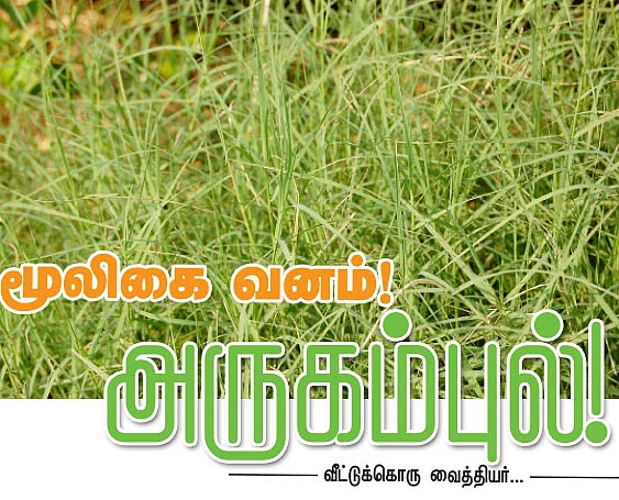 மூலிகை வனம்