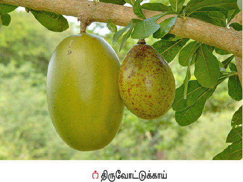 நீங்கள் கேட்டவை: தேனீக்கள் யானைகளை விரட்டுமா?
