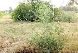மூலிகை வளம் - நாயுருவி...