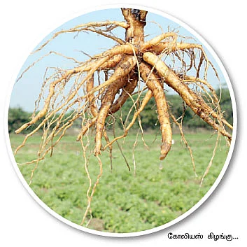 ஒரு ஏக்கர்... 5 மாதம்... 77 ஆயிரம் லாபம்...