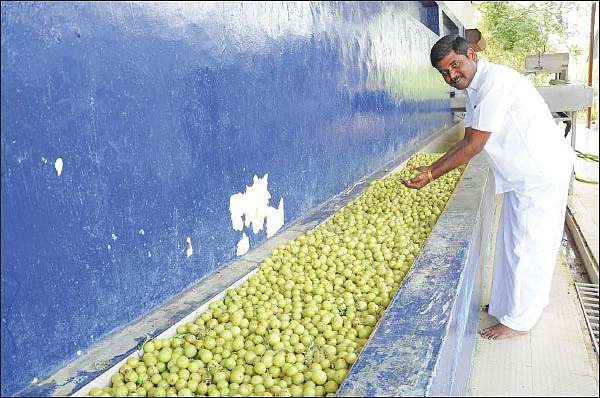 அன்று 10 ஏக்கர்... இன்று 200 ஏக்கர்! - மதிப்புக்கூட்டல் ‘நெல்லி’யில் மகத்தான வெற்றி!