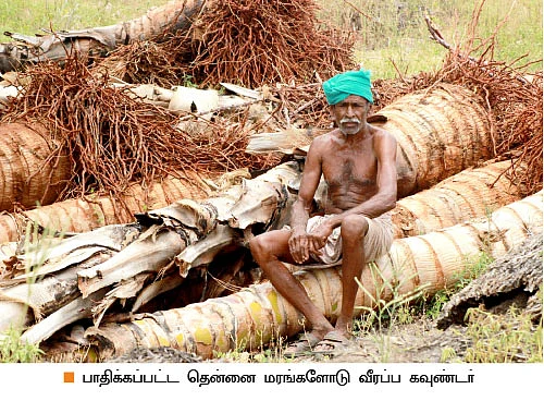 பேரீச்சை வளர்த்தால்... பெருநஷ்டம் !