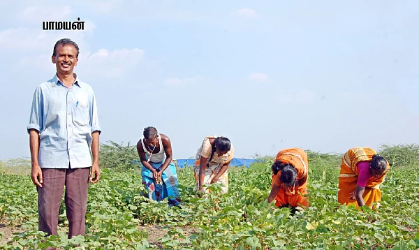 தெரு விளக்கு