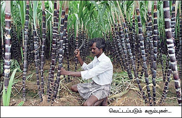 விலையில்லை... வெட்டவில்லை...