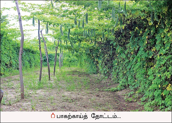 பங்கமில்லாமல் வருமானம் கொடுக்கும் பாகல்!