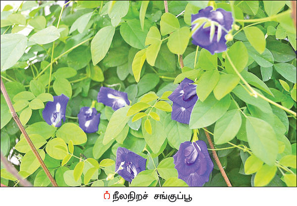 நல்மருந்து தெரிந்த செடிகள்... தெரியாத பயன்கள்! - 17