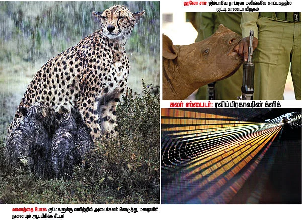 வைல்டு க்ளிக்ஸ்