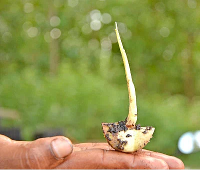 கரும்பு விதைப்பெட்டி... செலவு குறையுது... மகசூல் கூடுது!