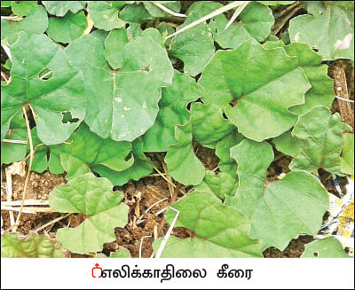 நல்மருந்து - தெரிந்த செடிகள்... தெரியாத பயன்கள்! - 11