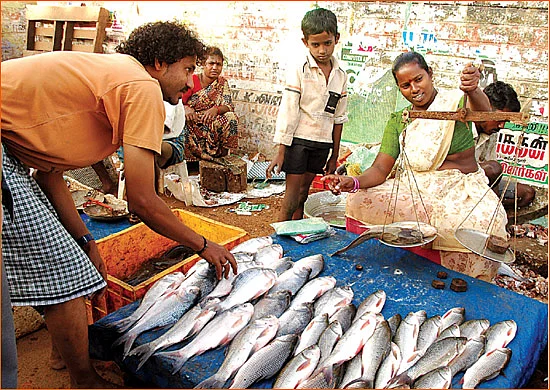 ஒரு நாள் முதலாளி - கடல் மீன்... கலக்கல் வியாபாரம்!