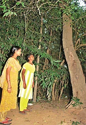 உதிரப்போக்கை நிறுத்தும் உதிரம்!