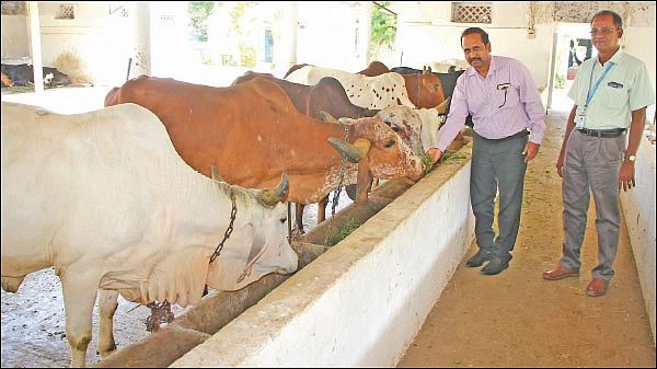 இனி, நாட்டு மாட்டுப் பாலை எளிதாக அறியலாம்..!