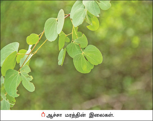 மரம் செய விரும்பு! - 16 - தேக்கைவிடக் கடினமான ஆச்சா மரம்!