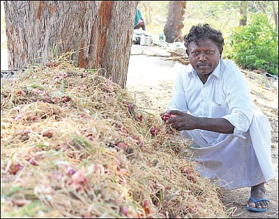 வறட்சியிலும் வளமான லாபம் தரும் சின்ன வெங்காயம்...