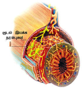 இப்படிக்கு வயிறு! - 6