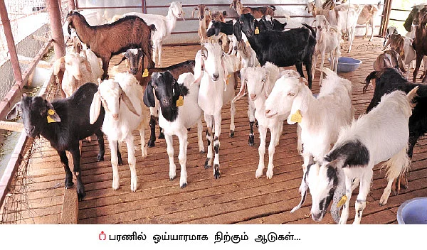ஜமுனாபாரி, தலைச்சேரி, நாட்டு ஆடுகள்!