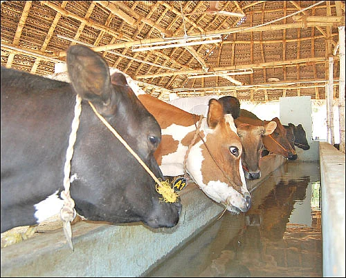 சுட்டெரிக்கும் சூரியன்... கறவை மாடுகள் உஷார்!