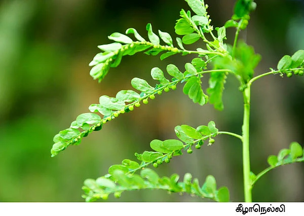 மூலிகை வனம் - வீட்டுக்கொரு வைத்தியர்...