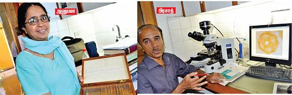தாவரங்களளத் தெரிந்துகொள்ள இங்கே வாருங்கள் !