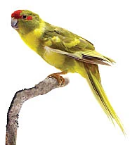 சொன்னதைச் சொல்லும் செல்லங்கள்