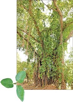 ஆரோக்கியம் அருளும் ஆலய விருட்சங்கள்!
