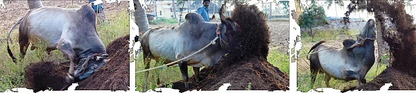 ஒவ்வொரு குத்தும் ஒரு டன் வெயிட்டுடா!
