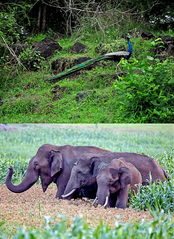 அமைதியான காட்டுக்குள் அதிரடி ஹார்லி! - கோவை To மசினகுடி
