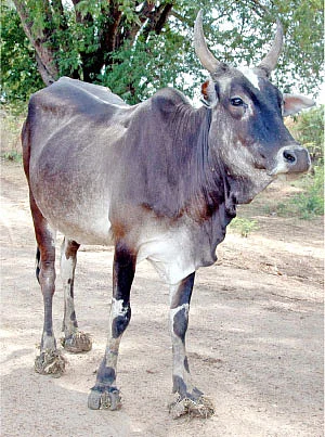 என் செல்லமே...