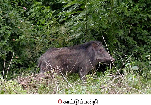 ‘அரசே இழப்பீடு வழங்க வேண்டும்!’
