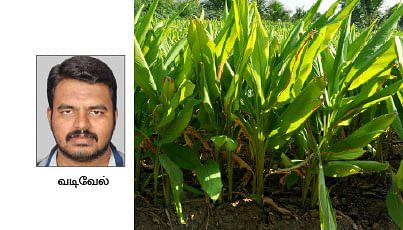 நீங்கள் கேட்டவை : மஞ்சள் சாகுபடிக்கு, 'குழித்தட்டு நாற்று'?