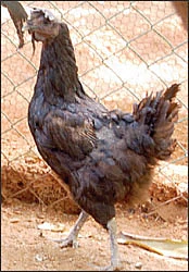 தண்டோரா : இலவசப் பயிற்சிகள்