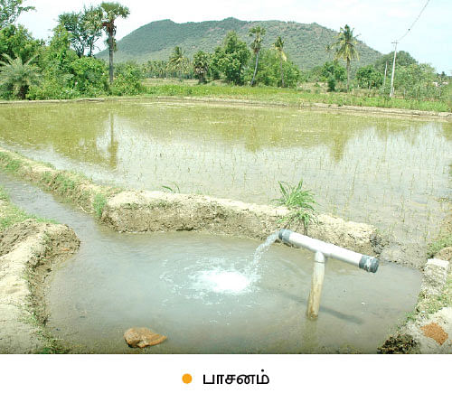 ஆடு, கோழி, மாடு, நெல், எலுமிச்சை...குடும்பத் தலைவியின் இயக்கத்தில் ஓர் ஒருங்கிணைந்த பண்ணை!
