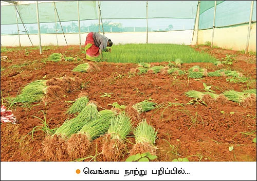 கைகொடுக்கும் காய்கறிச் சாகுபடி... வருமானம் தரும் நாற்று வளர்ப்பு...