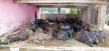 ஏற்றம் கொடுக்கும் எருமைகள்...