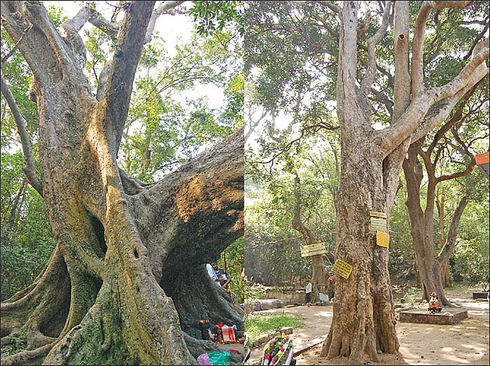 சித்தர்கள் போற்றும் அத்ரி மலை