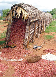 நீங்கள் கேட்டவை : சீஸ் தயாரிப்பு... லாபம் கொடுக்குமா ?