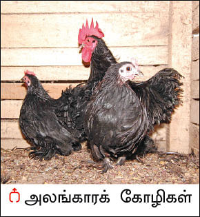 நீங்கள் கேட்டவை: அலங்கார கோழி வளர்ப்பு லாபம் தருமா?