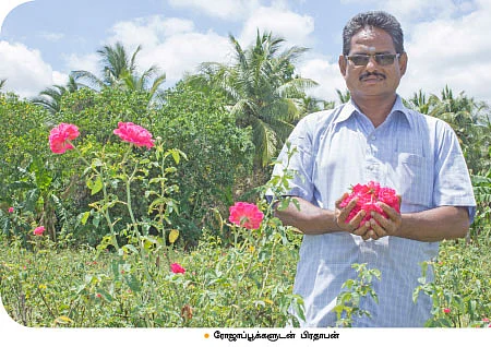 மணக்கும் ‘ஜீரோ பட்ஜெட்’ பட்டன் ரோஜா!