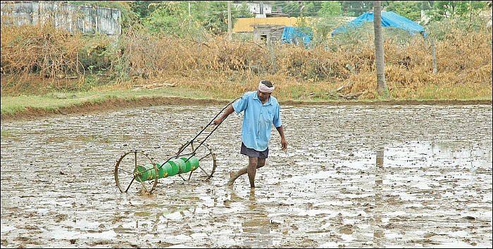 நீங்கள் கேட்டவை: “நேரடி நெல் விதைப்பில் கிடைக்கும் நன்மைகள் என்ன?”