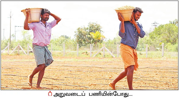 3 ஏக்கர்... 100 நாள்கள்... ரூ 2 லட்சம் லாபம்! - பரிசு வாங்கிக் கொடுத்த இயற்கை நிலக்கடலை