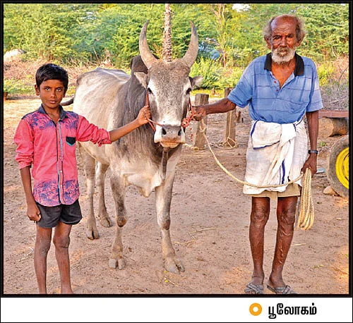 “சாமீ... யாரையும் உன் கொம்பால குத்திடாதே!”