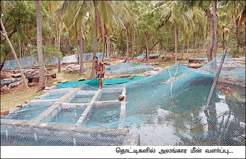 அசத்தலான அலங்கார மீன் வளர்ப்பு...