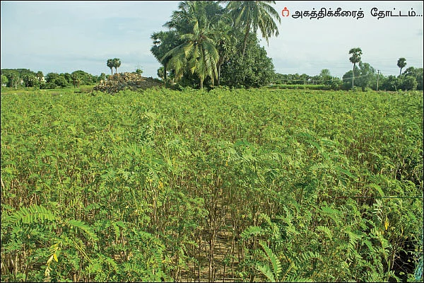 ஒரு ஏக்கர்... ஆண்டுக்கு ரூ 1.5 லட்சம் லாபம்! - அள்ளிக் கொடுக்கும் அகத்தி...