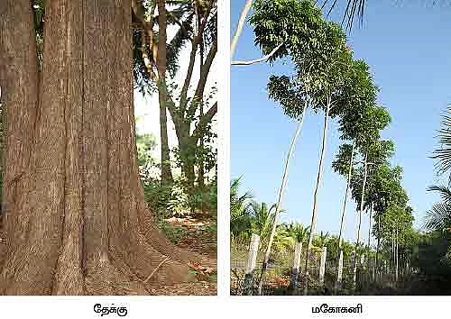 இந்த மரங்களை வெட்ட, எந்த அனுமதியும் தேவை இல்லை!
